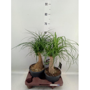 Beaucarnea recurvata