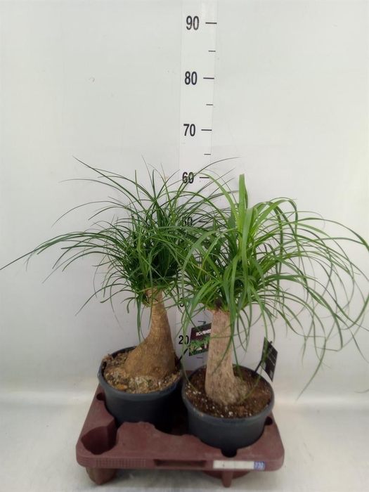 <h4>Beaucarnea recurvata</h4>