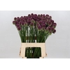 Allium sphaerocephalon
