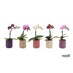 Morgan Charm Mix Tiny Dolls Mix 1T7+ Aqu@