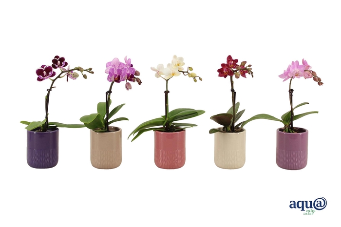 <h4>Morgan Charm Mix Tiny Dolls Mix 1T7+ Aqu@</h4>