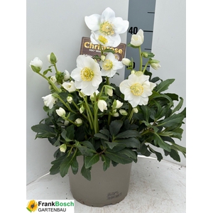 Hell Ni Hgc Wintergo P21