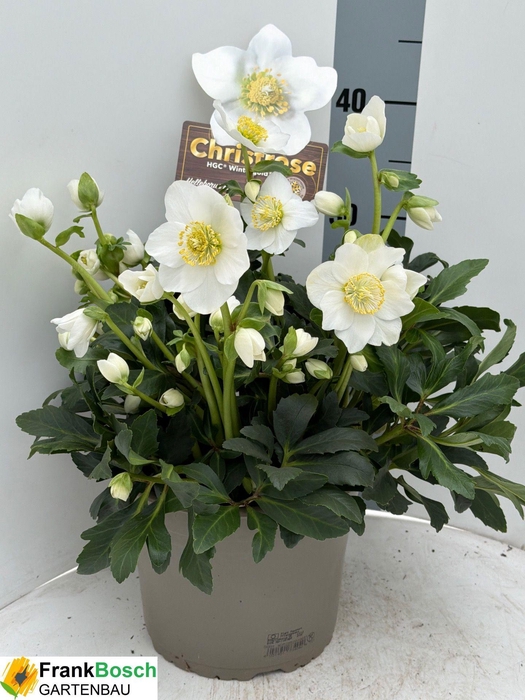 <h4>HELL NI HGC WINTERGO</h4>