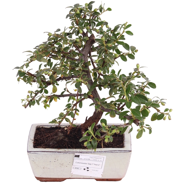 <h4>Bonsai Outdoor DeLuxe Ø15cm Ceramic Traditional Cotoneaster</h4>