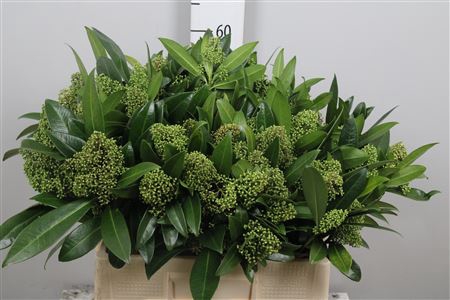 <h4>Skim C Kew Green Bs</h4>