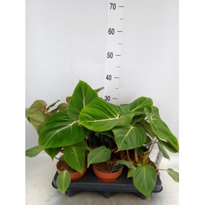 Philodendron gloriosum