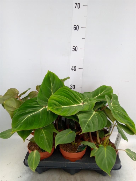 <h4>Philodendron gloriosum</h4>