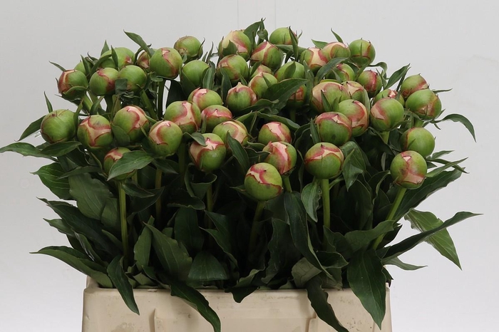 <h4>Paeonia Alertie</h4>