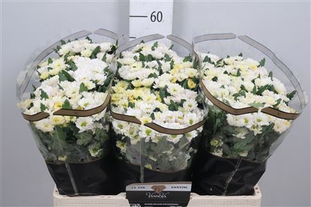 <h4>Chr S Rossi White</h4>