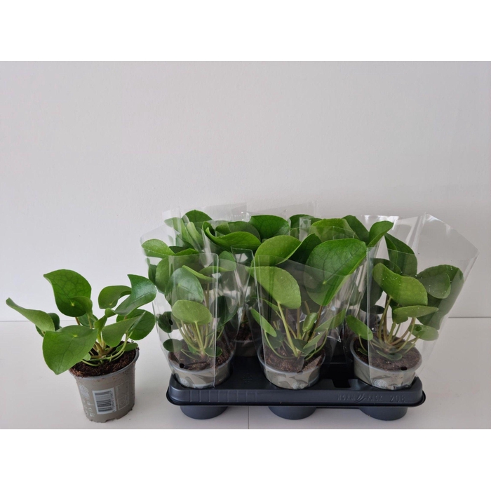 <h4>Pilea peperomoides 13Ø 25cm</h4>