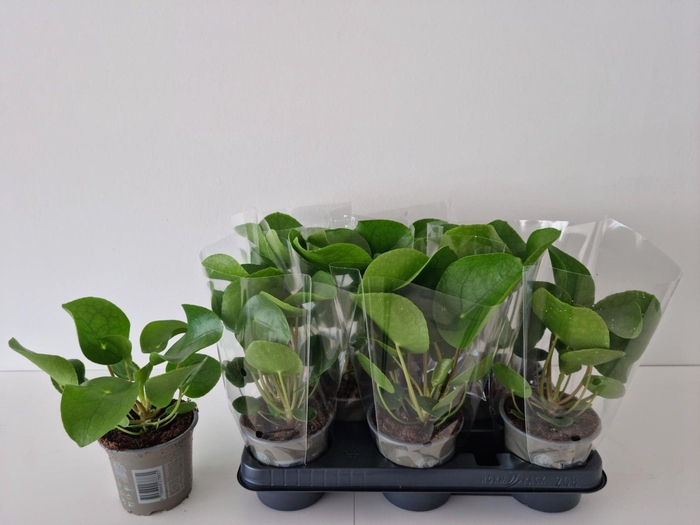 Pilea peperomoides 13Ø 25cm