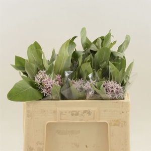 Asclepias Rosario