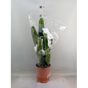 Euphorbia acrurensis