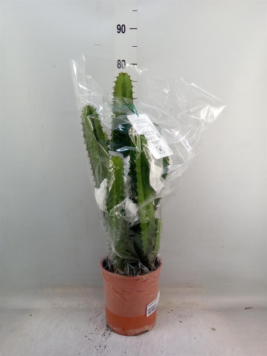 <h4>Euphorbia acrurensis</h4>