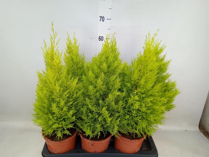 <h4>Cupressus macro. 'Goldcrest Wilma'</h4>