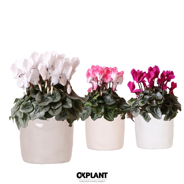 <h4>Cyclamen mix in Stones pot mix</h4>