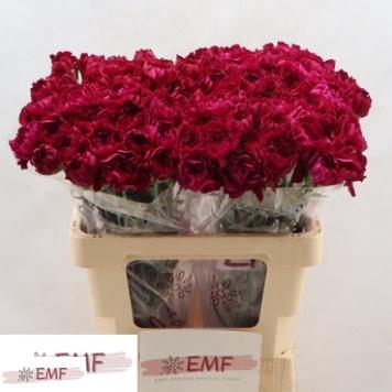 <h4>DI ST MIRAGE</h4>