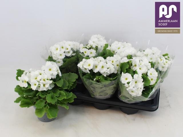 <h4>PRIM OB TM WHITE</h4>