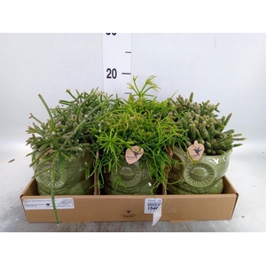 Rhipsalis   ...mix