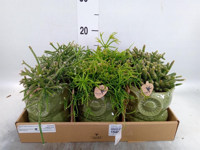<h4>Rhipsalis ...mix</h4>