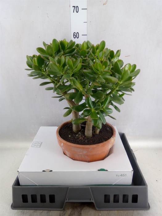 Crassula ovata