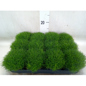 Sagina subulata
