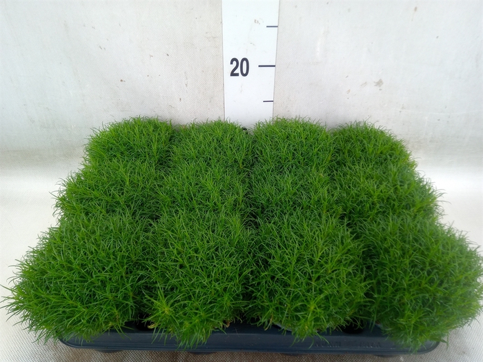 <h4>Sagina subulata</h4>