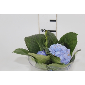 HORTENSIA FORCE 030 CM AZUL