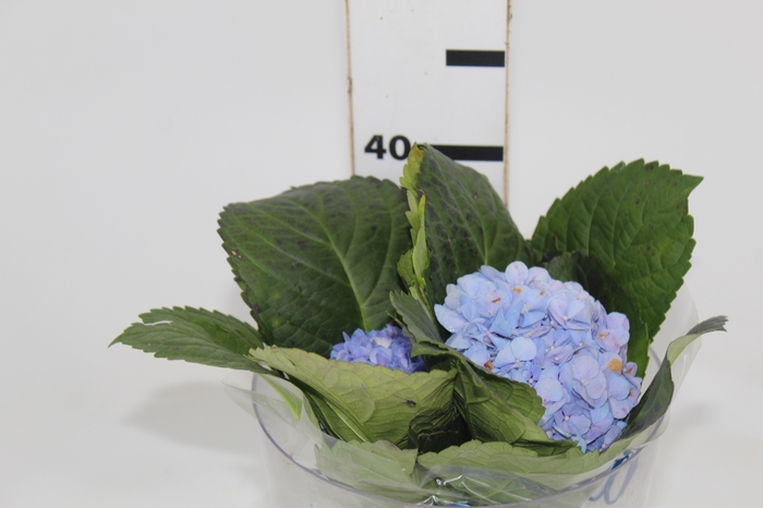 <h4>HORTENSIA FORCE 030 CM AZUL</h4>