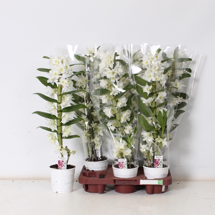 <h4>DEND NOBILE</h4>