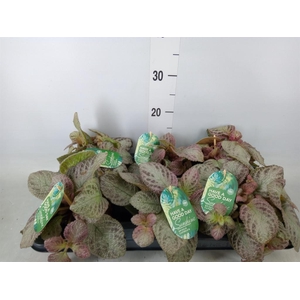 Episcia cupreata 'Tierra Plata'