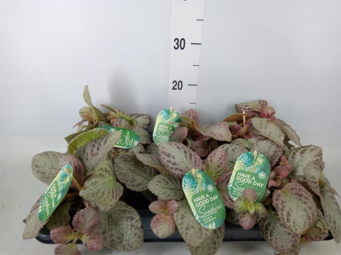 <h4>Episcia cupreata 'Tierra Plata'</h4>