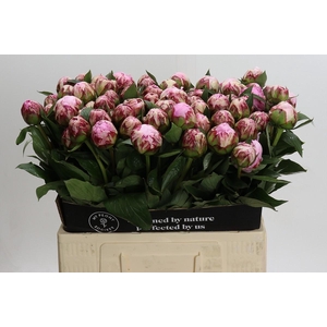 Paeonia Sarah Bernhardt