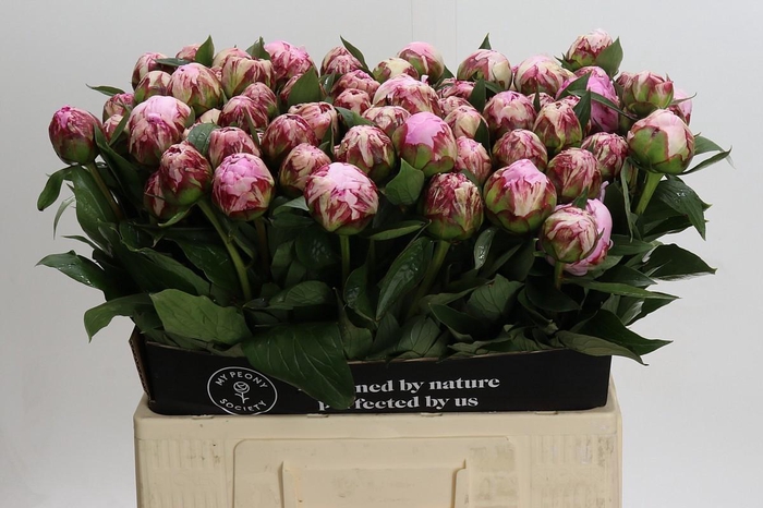 <h4>Paeonia Sarah Bernhardt</h4>