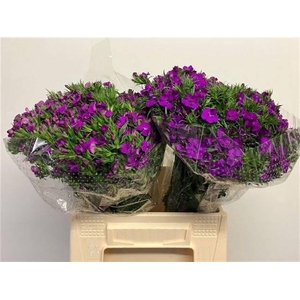 Dianthus barb Amazon Neon Purple