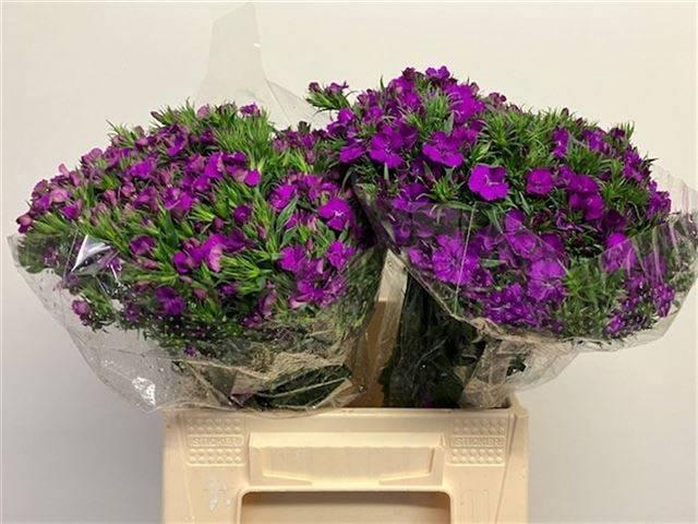 <h4>Dianthus barb Amazon Neon Purple</h4>