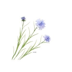 Cornflower Blue Light