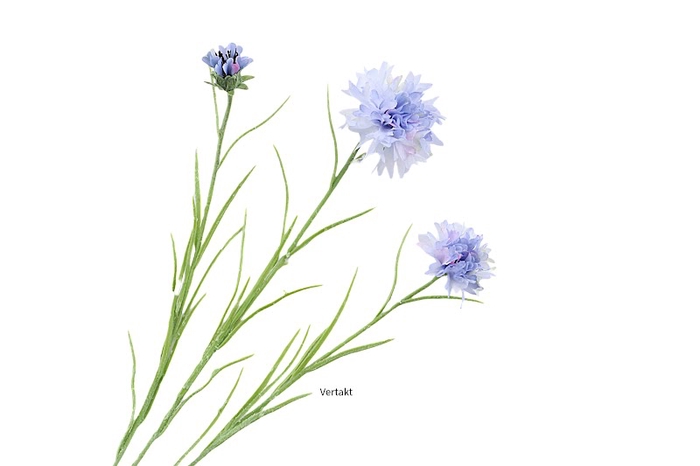 <h4>Cornflower Blue Light</h4>