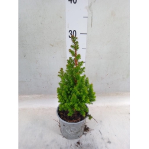 Chamaecyparis thyo. 'Spitsbergen'