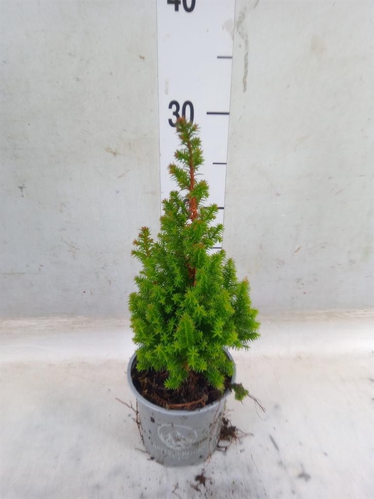 <h4>Chamaecyparis thyo. 'Spitsbergen'</h4>