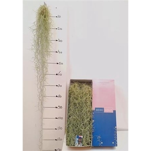 Till Usneoides Xl 100cm