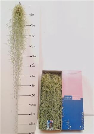 <h4>Till Usneoides 100cm Xl</h4>