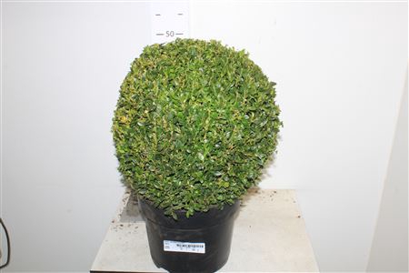 <h4>Buxu Sempervirens 35cm Diam.</h4>