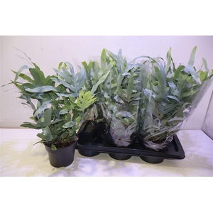 arr8 Phlebo A Blue Star