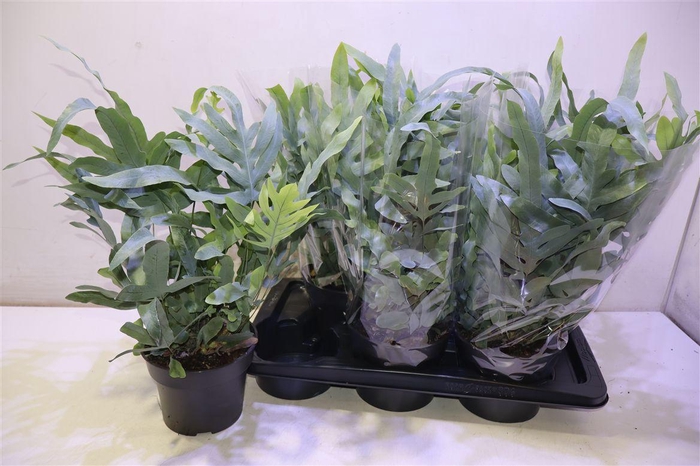 <h4>Phlebo A Blue Star</h4>