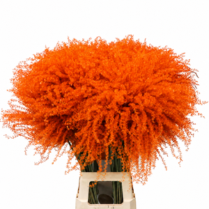 Dried Stipa Feather Orange