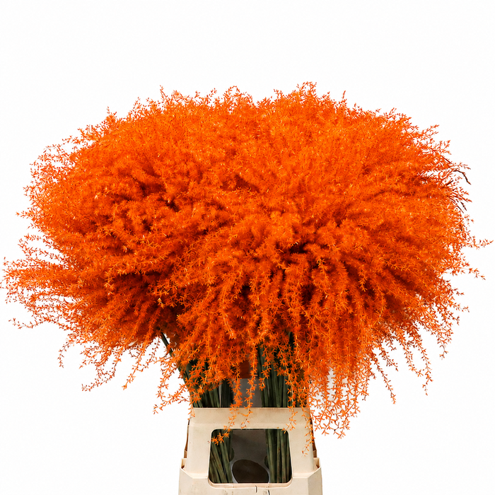 <h4>Dried Stipa Feather Orange</h4>