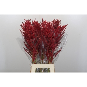 Bromelia Red Paloma