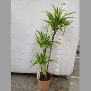Dracaena fr de 'LemonLime'