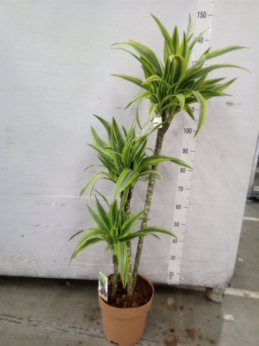 <h4>Dracaena fr de 'LemonLime'</h4>